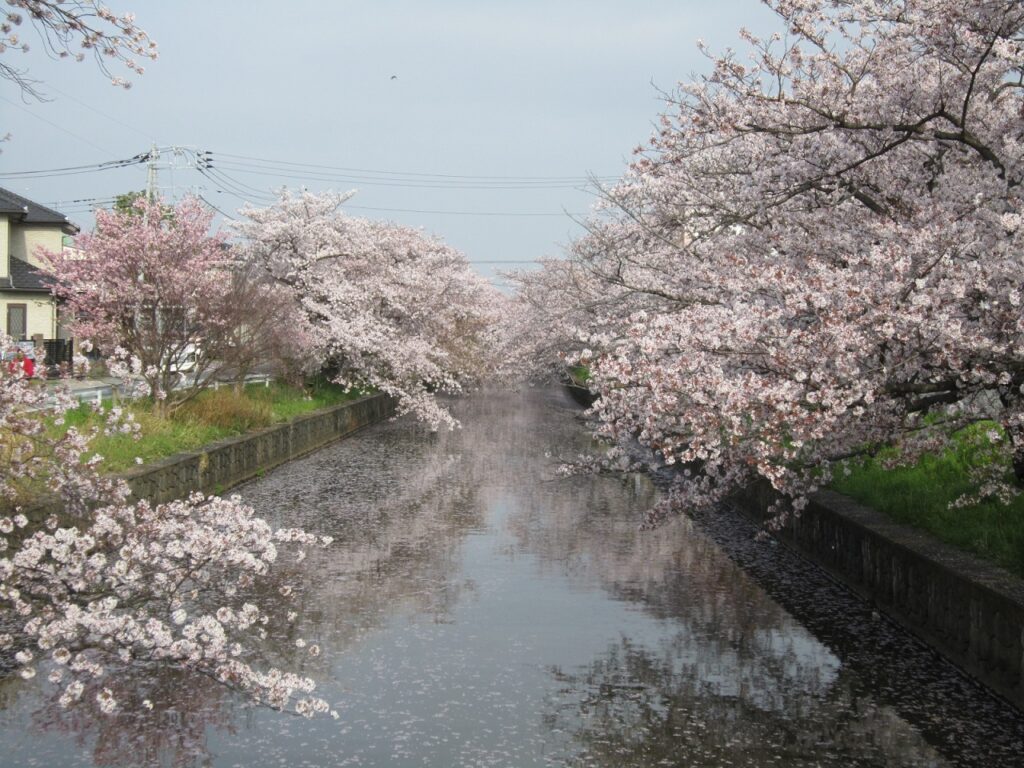 土浦桜まつり21 土浦市観光協会