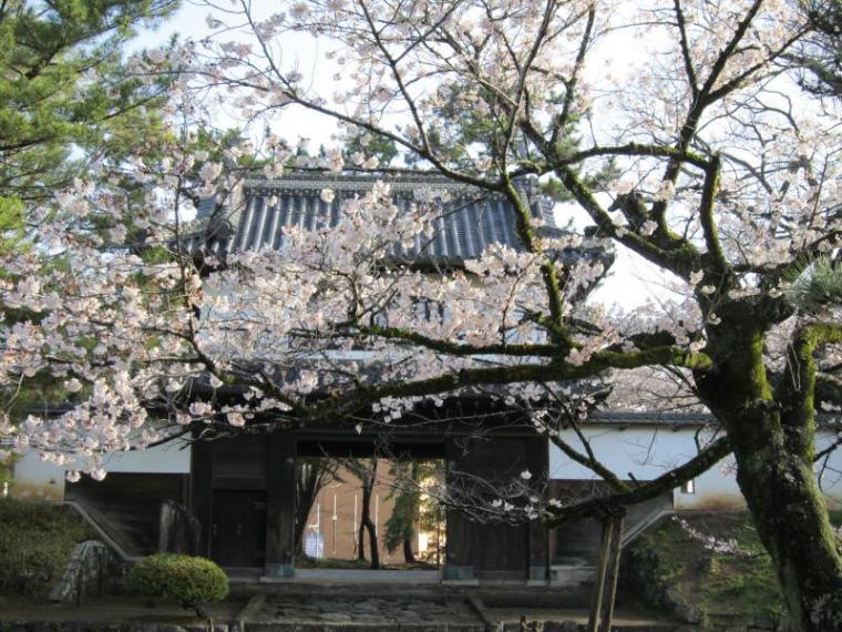 土浦のさくら 桜開花状況５ ２ 土浦市観光協会